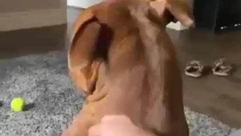 cachorro pedindo carinho para sua dona