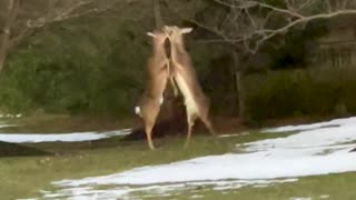 Deer Loses Antler During Intense Battle