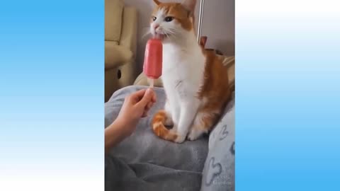 Cat Licks Ice Cream