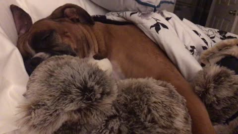 Boxer preciously cuddles teddy bear during sleep