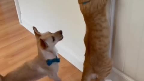 Cat helped its dog friend | Cat and dog opening door