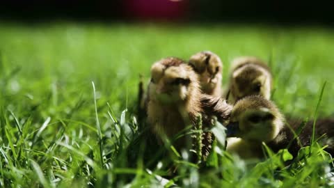 Little duck and chicken are resting in the grass