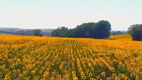 Even if the sun stays for a second. The sunflower will smile and bloom