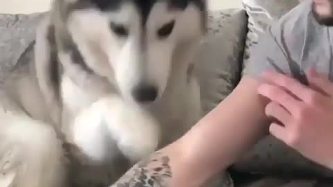 Spoiled pet Husky