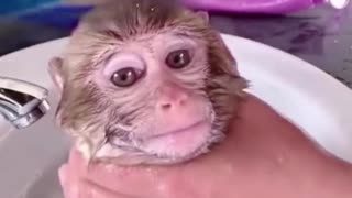 How can you give a baby monkey a bath and not be happy about it?