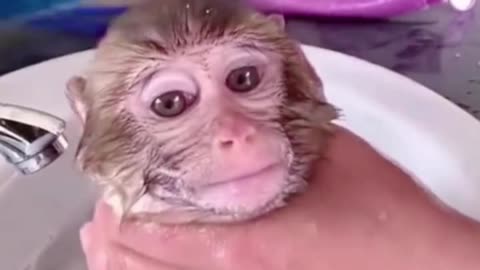 How can you give a baby monkey a bath and not be happy about it?