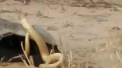 A honey badger drives a snake down from a tree