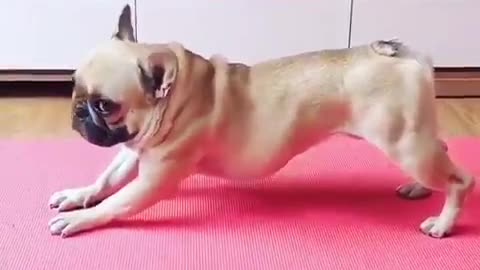 Funny dog doing funny yoga pizz like a subscriber