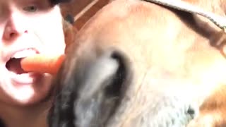 Feeding carrot to horse with mouth