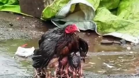 Hen mother save the her Chicken