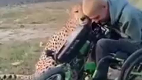 a real friendship between a wild cat and a disabled person