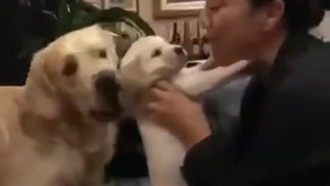 Old puppy jealous of new puppy