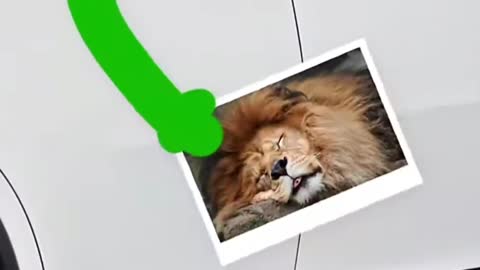 Try not to laugh! Lion photo shoot action ! Doodle fun