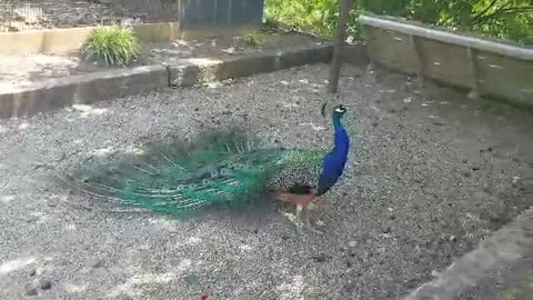 Peacock feathers fully opened