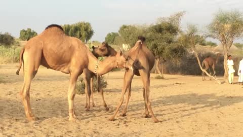 Camel love time | Camels video | animals video | camel farming | camel farm | camel mandi | camels