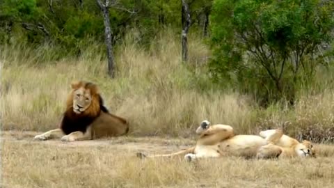 Female Lion Trying To Get The Attention Of A Male Lion in a funny manner