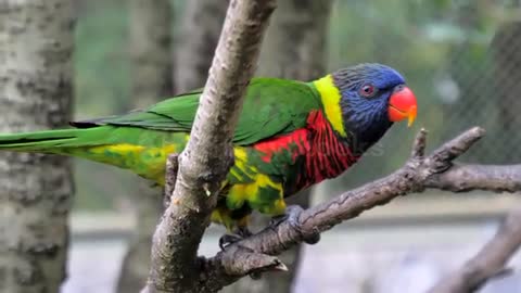 Colourful 💕♥️Unique 🐦