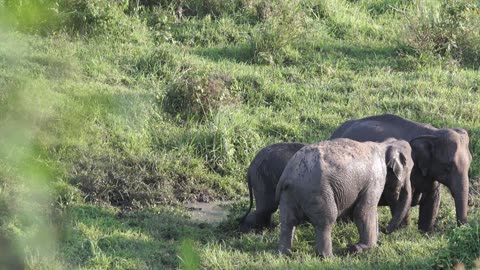 A Family OF Elephant Roaming At A Grassland