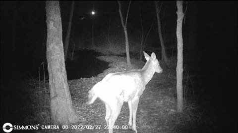 Backyard Trail Cam - Deer at Pond Cam