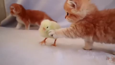 Chicken little kitten