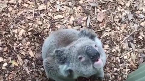 Silly-Koala-Funny-Animals