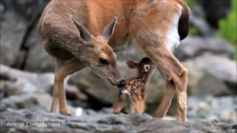 Baby Deer- Best Moments