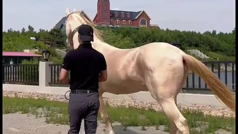 Very expensive horse