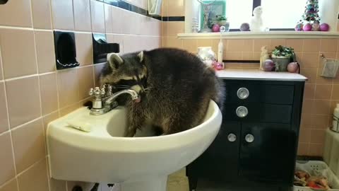 Bored raccoon chills out in bathroom sink