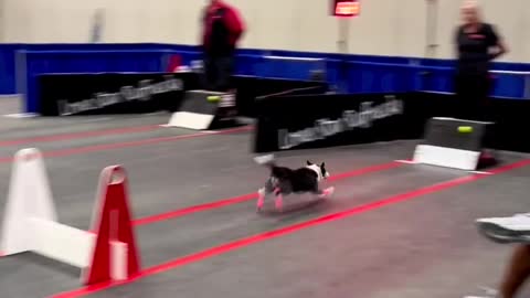 Dogs compilation,Dogs running shoes for completion