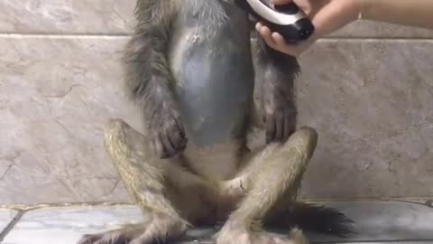 Shaving a monkey with a shaver, he seems to enjoy it