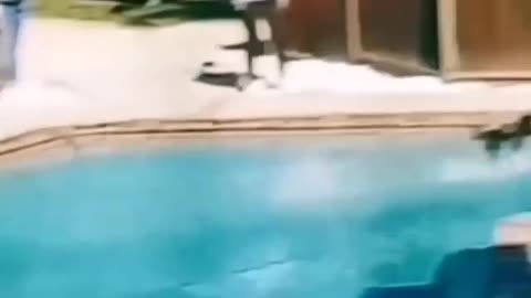 ALIEN PUPPY WALKS ABOVE WATER