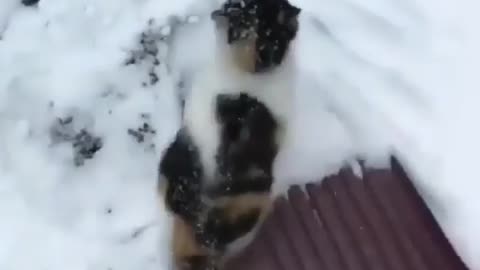 Cat likes snow