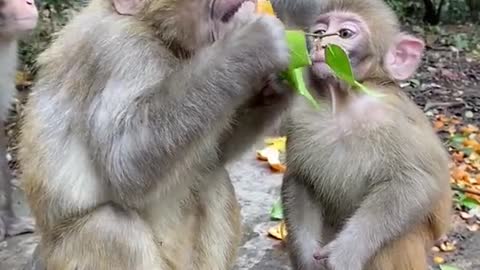 happy monkey family life