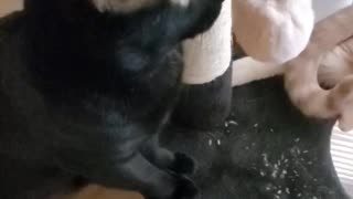 Azzy the mini panther enjoying his catnip