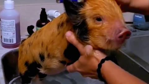 It's time to give this cute little piggy a bath!