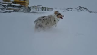 Montana Dog Loves Playing in Snow