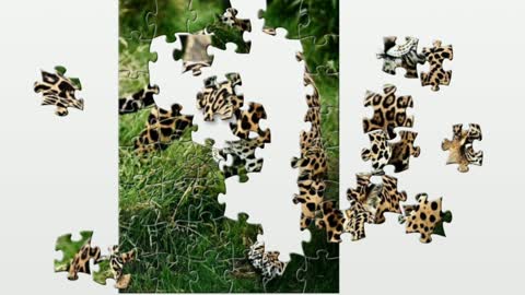 Puzzle. Predator Jaguar.