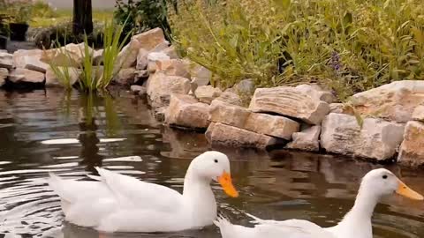 beautiful ducks in the pond