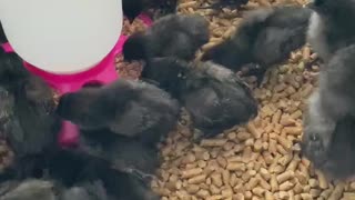 A Bunch Of Ayam Cemani Chicks