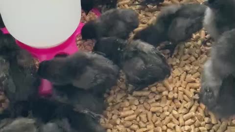 A Bunch Of Ayam Cemani Chicks