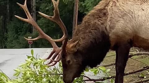 Elk Collects His Lunch