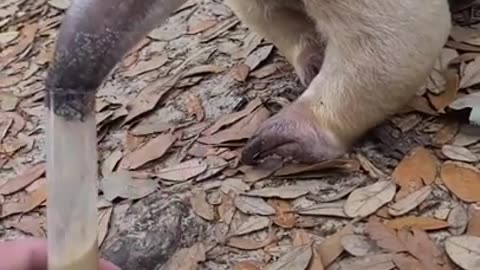 Anteaters have really long Tongues #shorts #animals