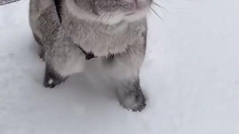 walking cat on snow very cute cat | Cutepuppylover #Rumblevideos