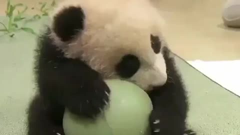 Do you like pandas?