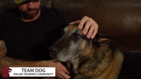 providing training Dog video
