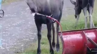 Curious Moose Checks Out Flag