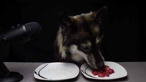 ASMR Dog eating show