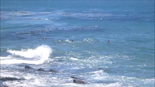 Sea Lions at Carrington Point - Santa Rosa - Channel Islands National Park