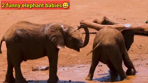 See how 2 elephant babies are playing with each other😂 || Funny animals | animals fails