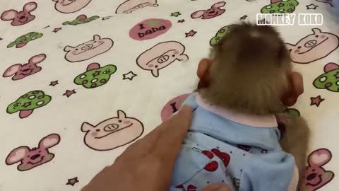 So Adorable..! Monkey Koko Always Need Mom To Comfort Before Sleep